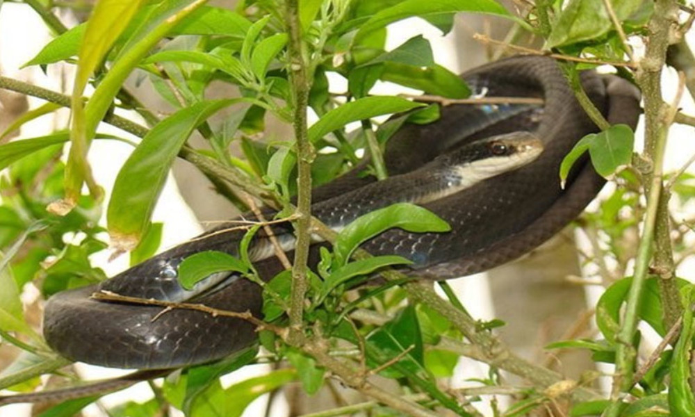 বাগানে হাসনাহেনা বা জুঁইগাছ থাকলে কি সত্যিই সাপ আসে?