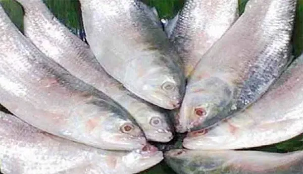 ভারত থেকে ইলিশ আমদানি বন্ধ করলো বাংলাদেশ